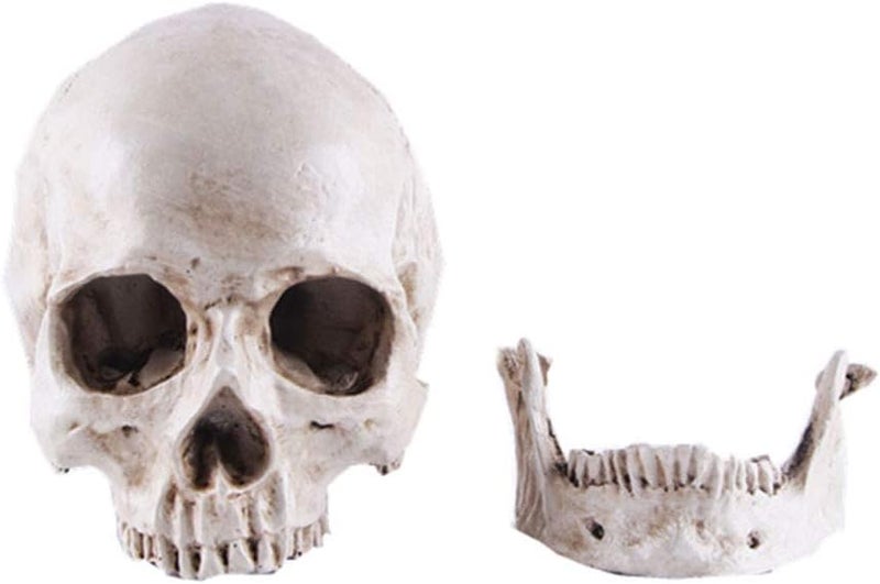 VIOKKO Human Skull Model, Life Size Anatomical Head Skull Model with Removable Jaw, Resin Realistic Replica Skull High Precision Teaching Tool Halloween Decor - Image 2